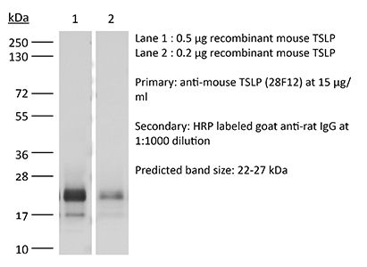 InVivoMAb anti-mouse TSLP