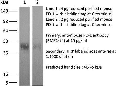 Antibodies