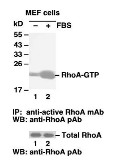 RhoA Pull-Down Activation Assay Kit