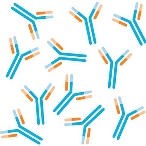 Antibodies