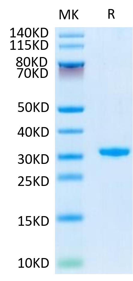 Human CD24 Protein (CD2-HE624)