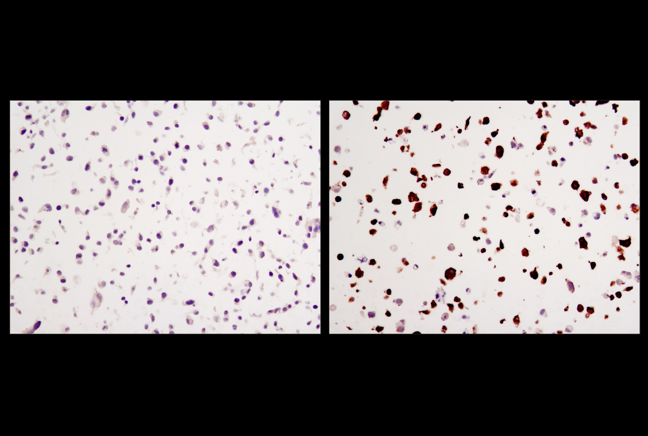 Myc-Tag (9B11) Mouse mAb #2276