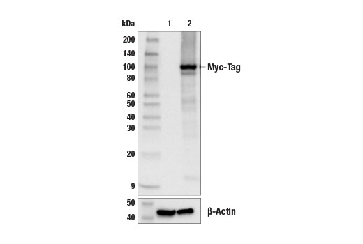 Antibodies