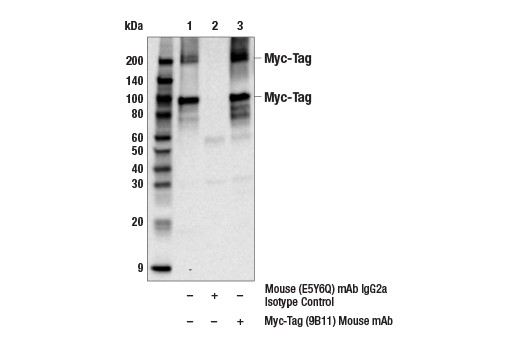 Myc-Tag (9B11) Mouse mAb #2276