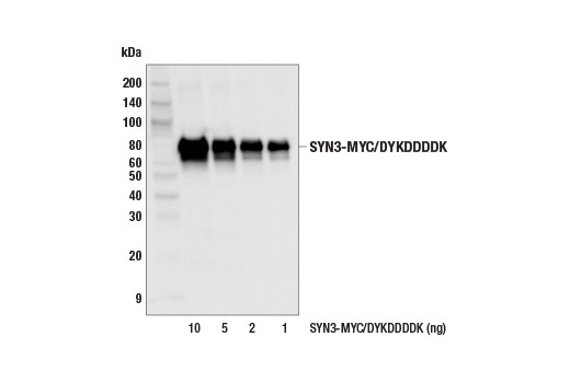 Myc-Tag (9B11) Mouse mAb #2276