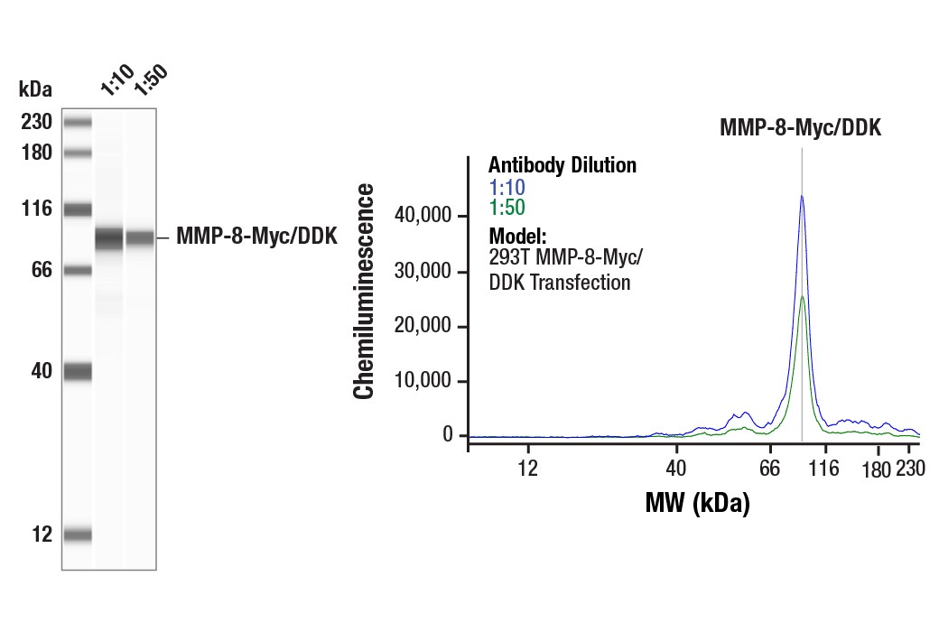 Myc-Tag (9B11) Mouse mAb #2276