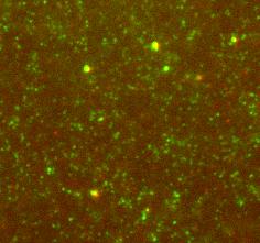 Anti-Rac1-GTP Mouse Monoclonal Antibody