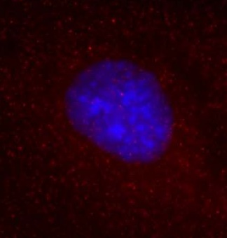 Anti-Cdc42-GTP Monoclonal Antibody