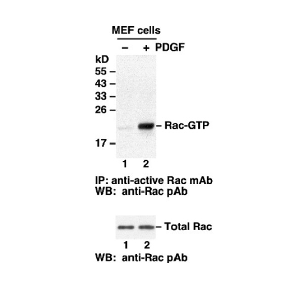 Antibodies
