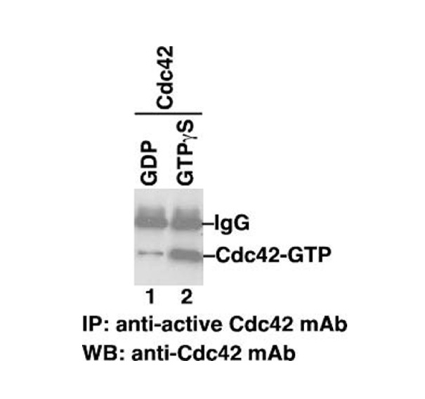 Antibodies
