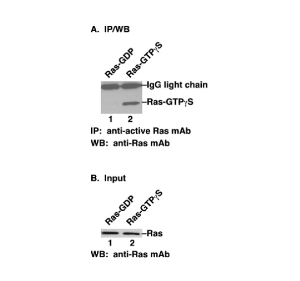 Antibodies
