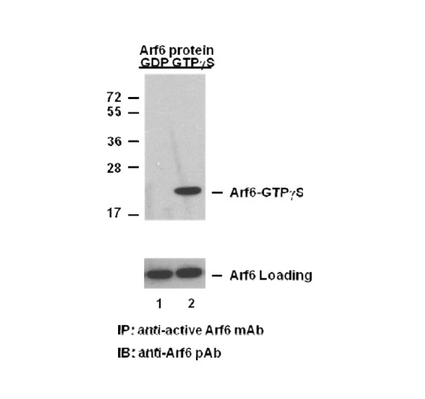 Antibodies