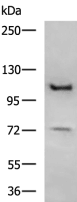 Antibodies