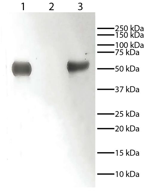 Mouse Anti-Rabbit IgG-HRP (2A9)