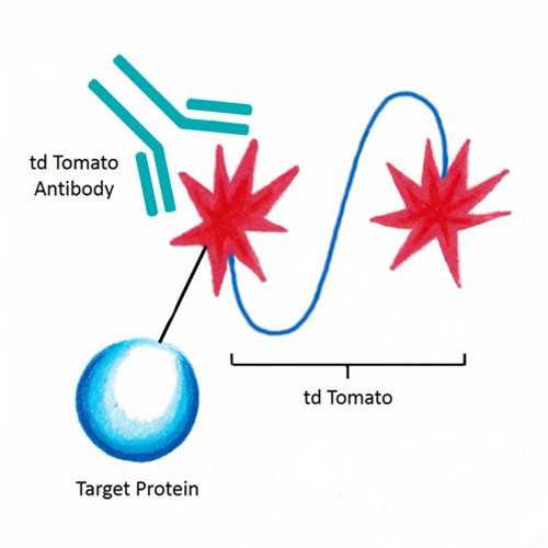 Antibodies