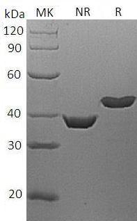 Proteins and Peptides