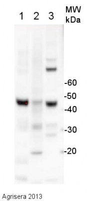 Anti-ACT | Actin (polyclonal)