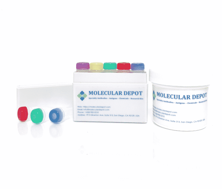 Casein Blocking Buffer 10X Solution