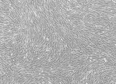 Cells