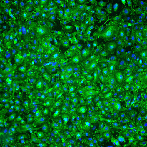 Cells