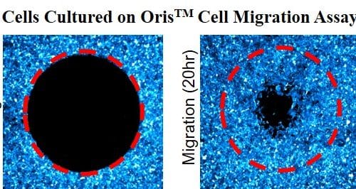 Cell Migration Assay | Tissue Culture-Treated | 5×96-well | Oris