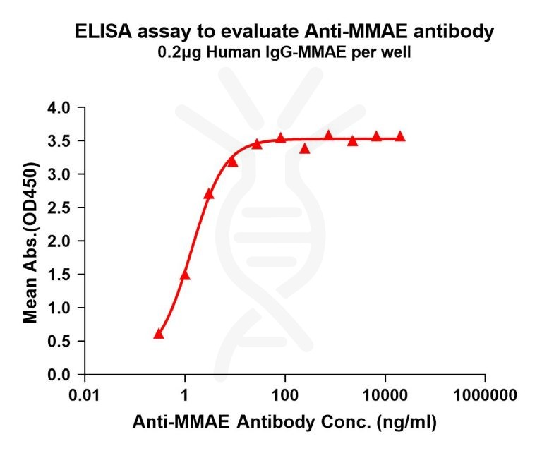 Anti-MMAE antibody(8C4); Rabbit mAb