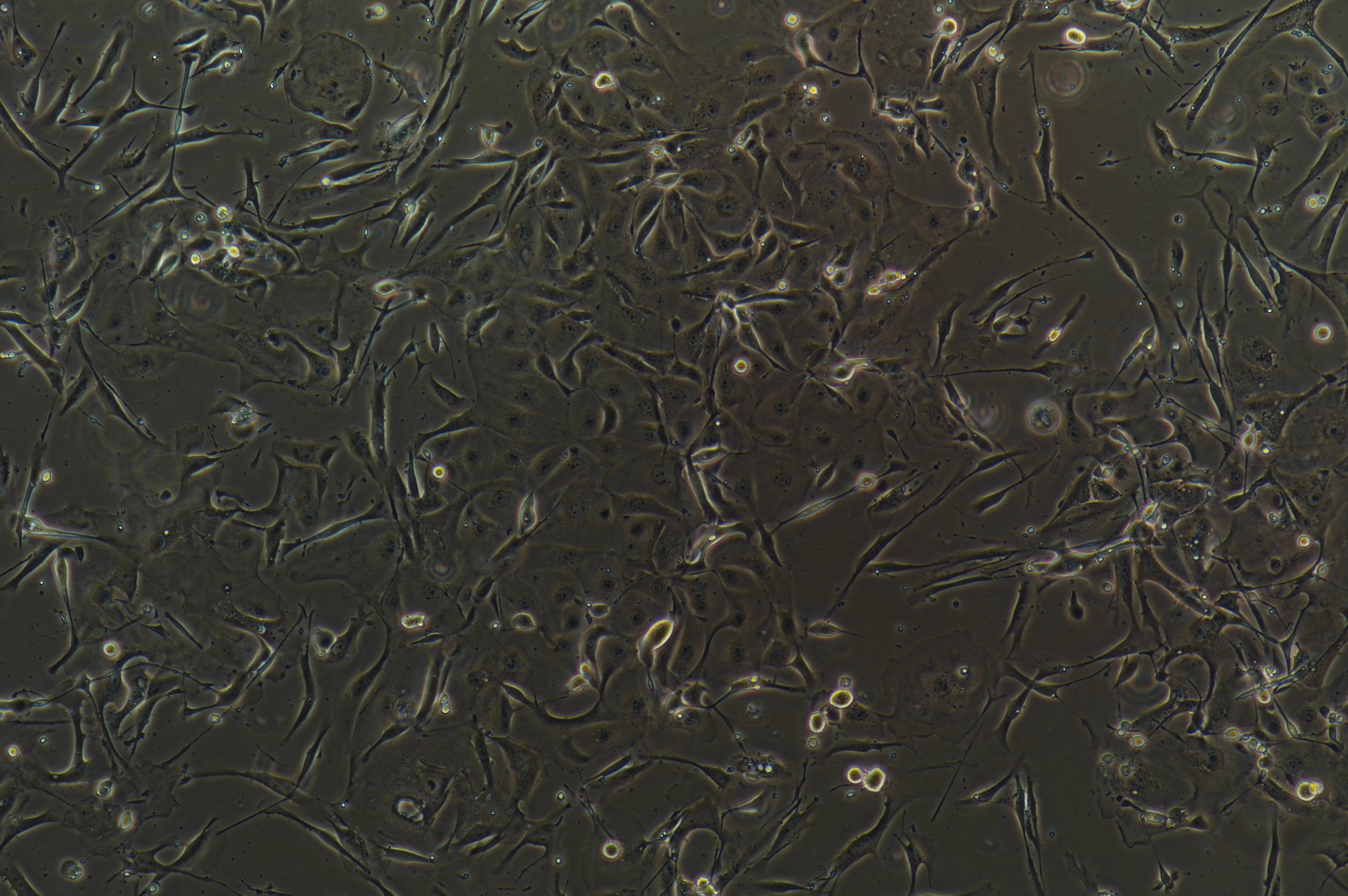 Cells