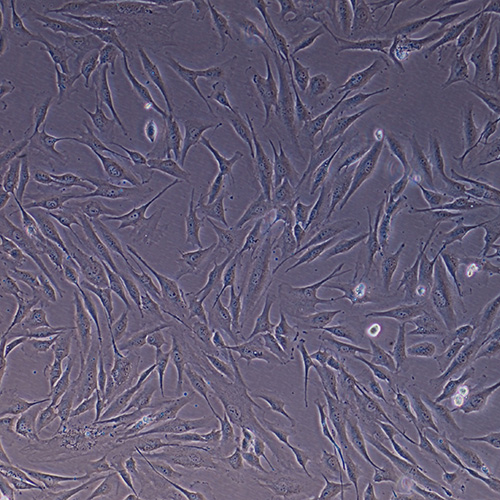 Immortalized Human Hair Dermal Papilla Cells