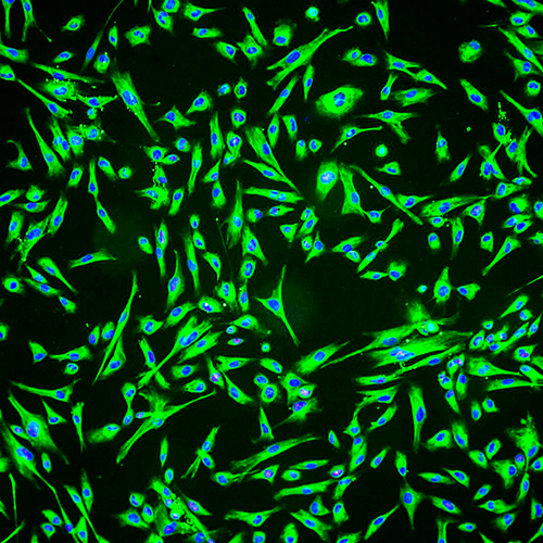 Cells
