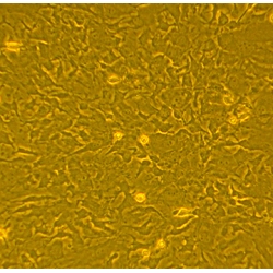 Cells