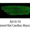 L-TYPE Ca2+ CHANNEL (CaV1.2) (pSER1928) pAB SERUM