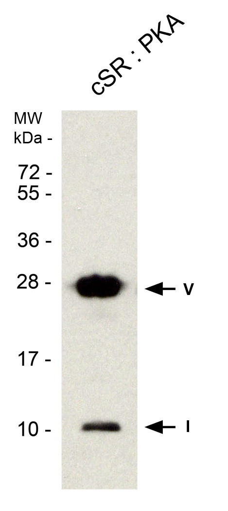 PHOSPHOLAMBAN (PLN, PLB) (pSER16) pAB SERUM