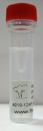 PHOSPHOLAMBAN (PLN, PLB) (pSER16) pAB IgG