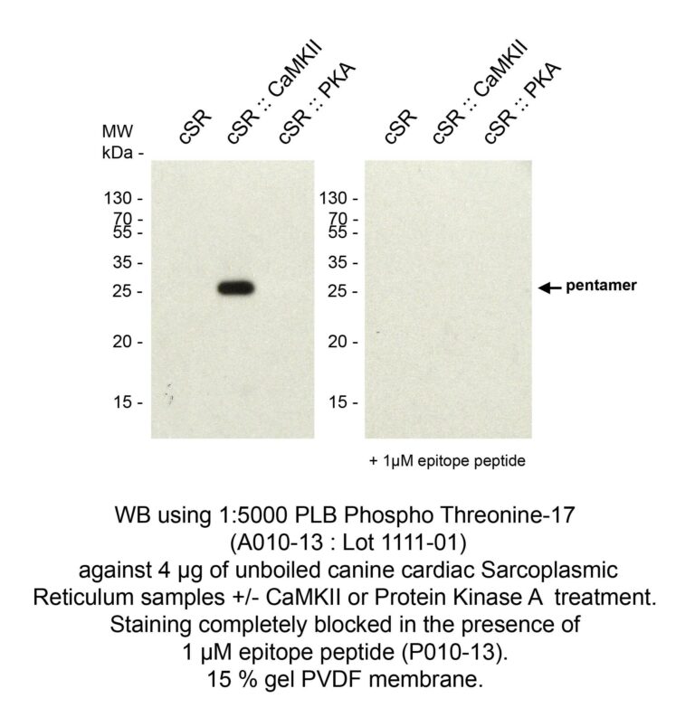PHOSPHOLAMBAN (PLN, PLB) (pTHR17) pAB SERUM