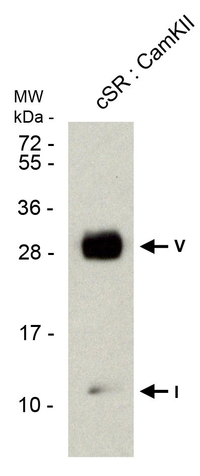 PHOSPHOLAMBAN (PLN, PLB) (pTHR17) pAB SERUM