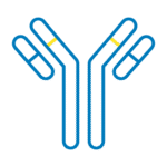 Antibodies