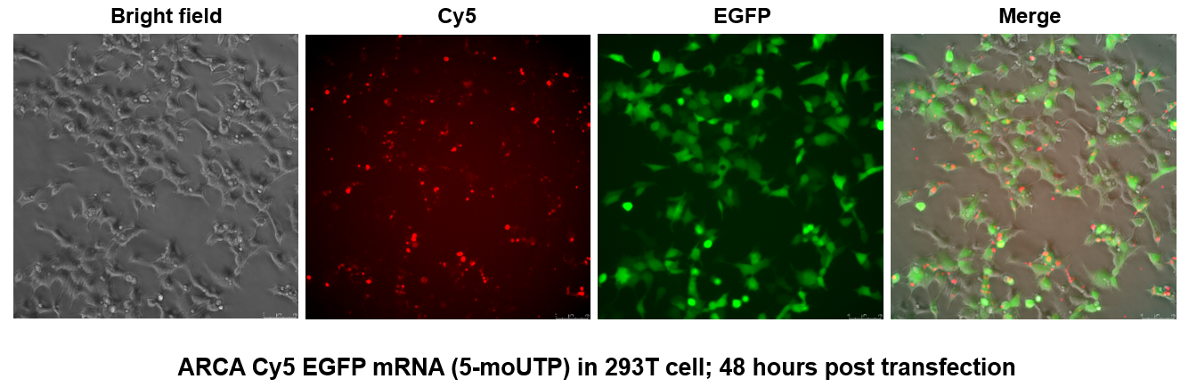 ARCA Cy5 EGFP mRNA (5-moUTP)