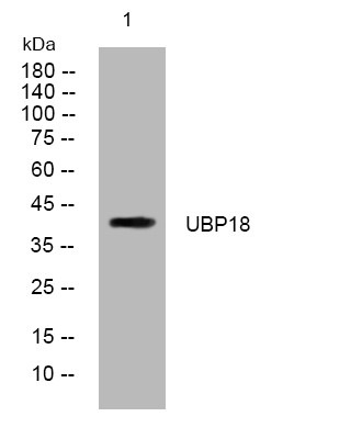 Antibodies