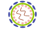 MuLV Core Antigen ELISA Kit