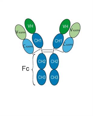 Talacotuzumab