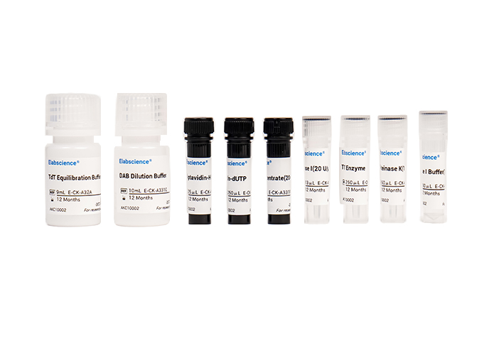 TUNEL In Situ Apoptosis Kit (HRP-DAB Method)