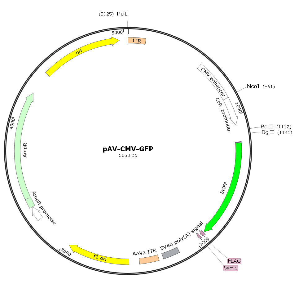 AAV1-CMV-GFP
