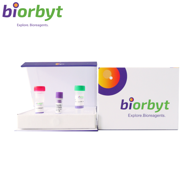 Antibodies